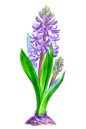 Purple hyacinth with buds, watercolor drawing on a white background isolated, spring flower illustration.の写真素材