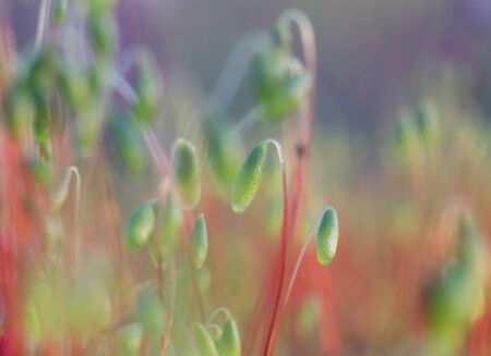 Hair moss (Pol?trichum comm?ne) on a swamp, closeup.の写真素材