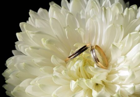 Wedding rings in white chrysanthemum, wedding background, close-up, horizontal composition.