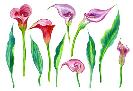 Set of Calla flowers and leaves (Zantedeschia), watercolor drawing on a white background, isolated.の写真素材