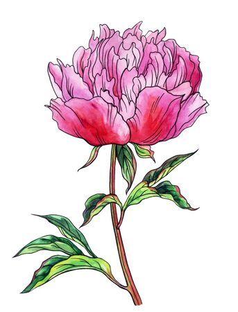 Pink peony, watercolor drawing with a contour, isolated on a white backgroundの写真素材
