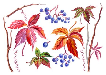 Wild grapes, a set of leaves, fruits and stems. Partenocissus, watercolor botanical pattern on white backgroundの写真素材