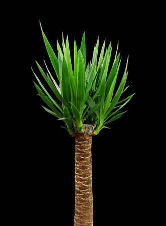 Dracaena houseplant isolated on a black background.の写真素材