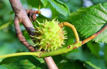 Spiny fruit of horse chestnut on a branch.の写真素材