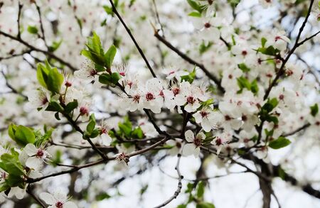 Flowering branches of cherry plum (Prunus cerasifera) in early spring, horizontal compositionの写真素材