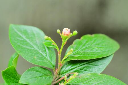 The blooming hedge cotoneaster flower (Cotone?ster luc?dus) macro photo, selective focus, bokeh...