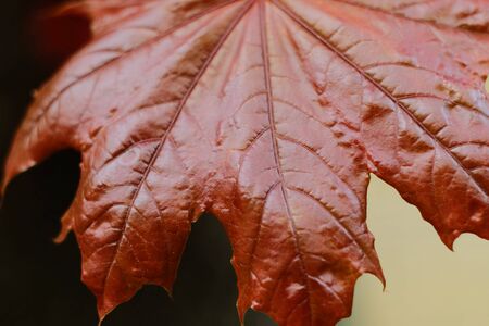 Young maple leaf in early spring, macro photography, selective focus, bokeh effect.