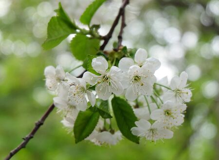 A branch of blooming cherry (Pr?nus c?rasus) in the garden in May, white spring flowers with a bokeh effect in the background, horizontal composition.の写真素材