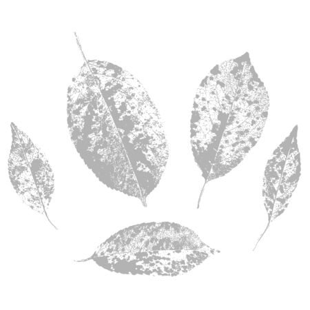 Autumn leaves prints, vegetative silhouettes, leaf fall, black and white vector illustration.のイラスト素材