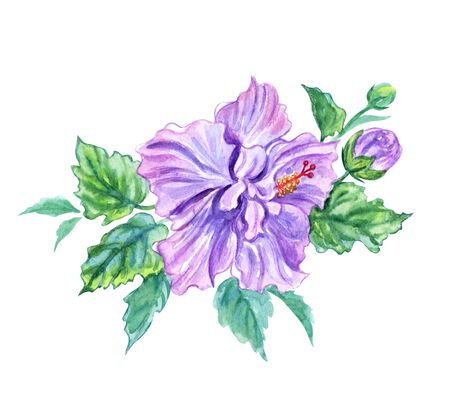 Purple hibiscus, tropical flower, watercolor painting on white background,    .の写真素材