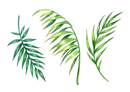 Set  green palm leaves, watercolor painting on white background,    .の写真素材