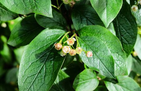 The blooming hedge cotoneaster flower (Cotone?ster luc?dus) macro photo, selective focus, bokeh effect.の写真素材