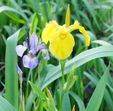 Yellow swamp iris (Ir. Pseudacorus) and blue iris (I. sibirica) at the pond in the park.の写真素材