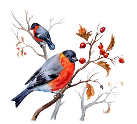 Bullfinches on hawthorn bushes with berries, watercolor illustration on white background, isolated with clipping path.の写真素材