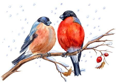 Two bullfinches on a hawthorn branch under snowfall, watercolor painting on a white background isolated with clipping path. New Year or Christmas card, illustration with birds, hand-drawing.の写真素材
