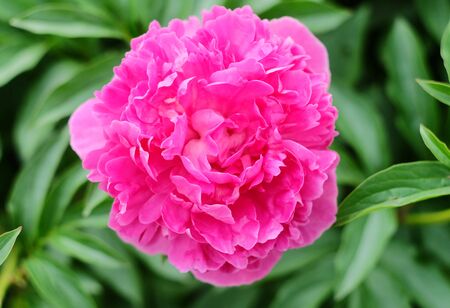 Lush terry bright burgundy peony against a greener background in the summer flowerbed, horizontal composition, macro photo.の写真素材