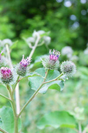 Ðurdock (Ãrctium) flowering plant in the meadow, selective focus, blurred background, vertical orientation.の写真素材