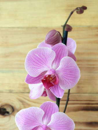 Phalaenopsis white pink orchid with striped petals, variety "Reflection".の写真素材