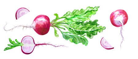 Red radish, set, watercolor drawing on white background, isolated, illustration for books, print for fabric and household items.の写真素材