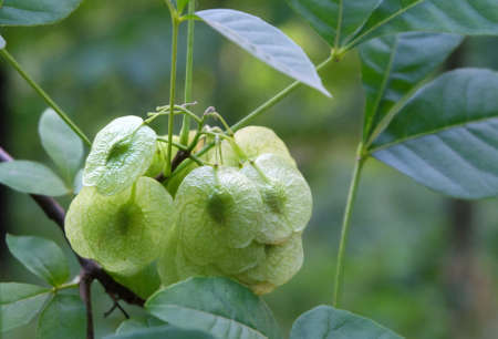 Ripening seeds of Ptelea trifoliata tree, Hop tree, Wafer ash, Stinking ash on a branch, macro...