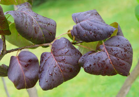 Branch with burgundy leaves of lilac (SyrÃ­nga) in autumn, macro photography, selective focus, blurred background.の写真素材