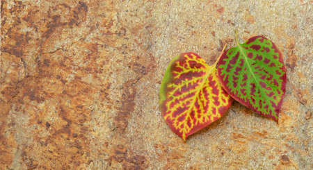 Autumn background with bright lilac leaves on a stone surface, autumn greeting card, banner, selective focus, place for an inscription, horizontal orientation.の写真素材