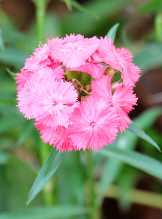 Carnation bearded or Turkish, sweet william (Dianthus barbatus) plant in a flowerbed in a park, selective focus, blurred background, vertical orientation.の写真素材