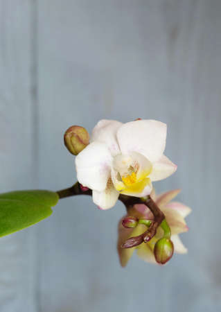 White-pink Phalaenopsis mini orchid with buds, exotic indoor tropical plant, macro photography, selective focus, vertical orientation.の写真素材