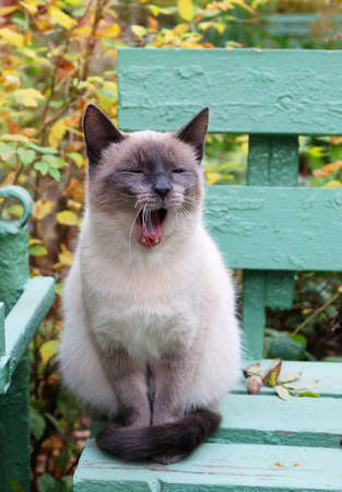 A Siamese cat sits on a bench near the house in autumn and yawns.の写真素材