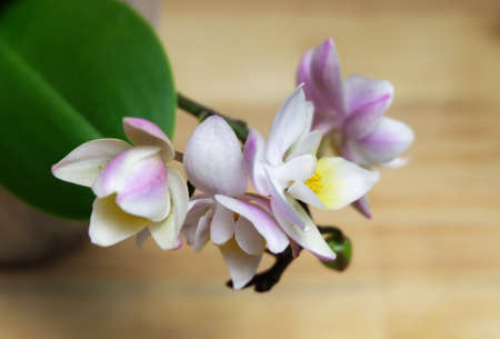 Phalaenopsis mini orchid white-pink on a wooden background, macro photography, selective focus,...