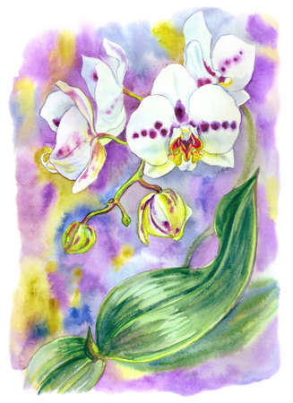 Phalaenopsis orchid white with purple spots on a colored background, Spottion variety, watercolor drawing, print for poster, postcard and other designs.の写真素材