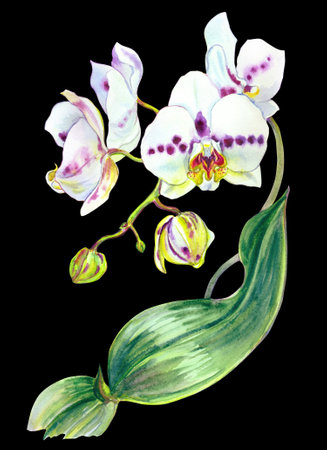 White phalaenopsis with purple spots, watercolor illustration on black background, print for poster, greeting card, home furnishings decor, etc.の写真素材