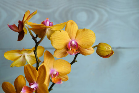 Flowers of orange-yellow phalaenopsis cultivar Piacenza, on a blue background, macro photo, selective focus, horizontal orientation with a place for an inscriptionの写真素材