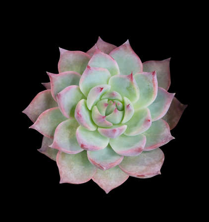 Houseplant, succulent Echeveria derenbergii, top view, isolated on black backgroundの写真素材