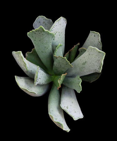 Potted plant, succulent adromischus cooperi isolated on black backgroundの写真素材