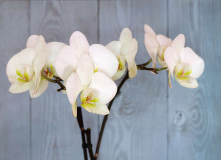 White phalaenopsis flowers, lush flowering branch on a blue background, macro photography, selective focus, blurred background.の写真素材