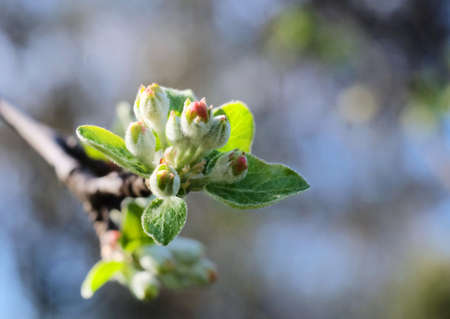 Blooming flower bud on an apple tree in early spring, selective focus, horizontal orientation.の写真素材