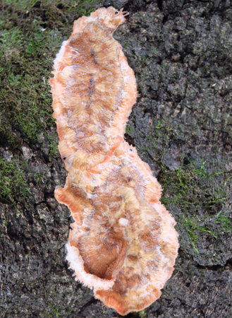 Tinder fungus Phlebia radiata on a rotten birch trunk, closeup, blurred background, vertical orientation.のeditorial素材