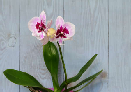 Blooming orchid Phalaenopsis big lip, cultivar Aladdin on a blue wooden background, selective focus, blurred background, horizontal orientation.の写真素材