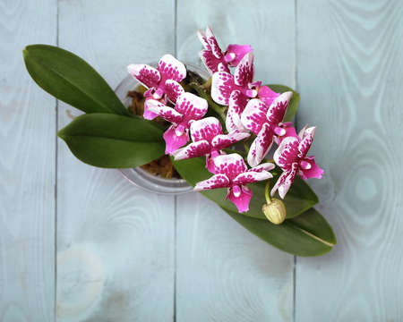 Phalaenopsis with white-crimson flowers and buds, Alice variety in a pot on a blue wooden table, top view, selective focus, horizontal orientation.