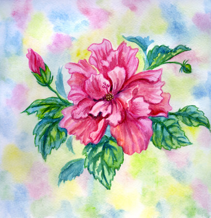 Pink terry hibiscus with bud on watercolor background, watercolor illustration, print for poster, greeting card, home decor, square format.の写真素材