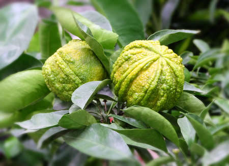 Orange (Citrus aurantium) with unripe green fruits in a garden center, macro photography, selective...