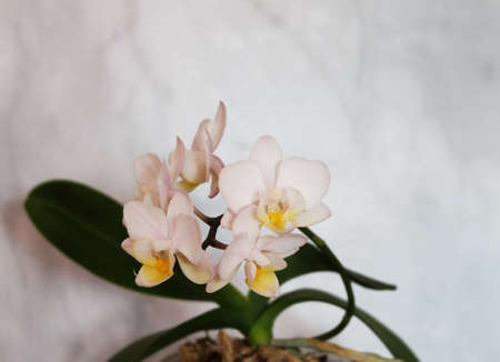 Orchid phalaenopsis multiflora with white small flowers, selective focus, horizontal orientation with space for an inscription.の写真素材