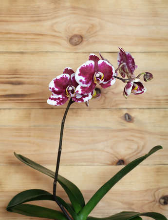 Phalaenopsis white orchid with burgundy spots on the background of the boards, with a place for an...