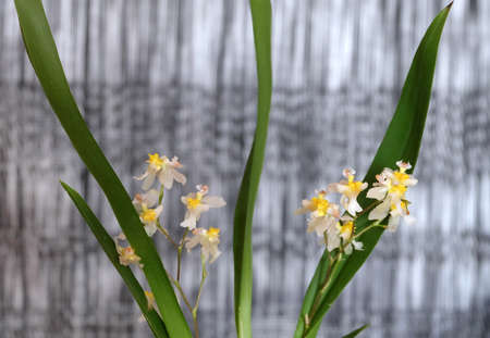 Oncidium twinkle orchid blooming with cream flowers, macro shot, selective focus, horizontal orientation.の写真素材