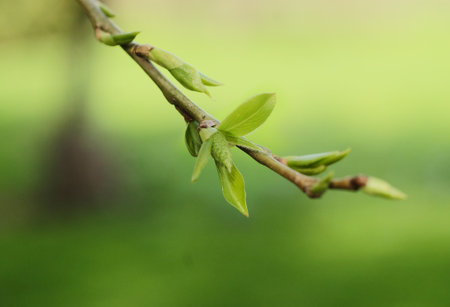 The first green leaves on a branch in April, macro photography, selective focus, blurred background, horizontal orientation.の写真素材