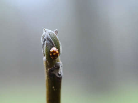 Ladybug Calvia Calvia decemguttata on a chestnut bud, macro shot, selective focus, blurred background, horizontal orientation.の写真素材
