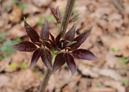 leaves Young of the red elderberry (SambÃºcus racemÃ³sa) in the spring forest, macro photography, selective focus, blurred background, horizontal orientation.の写真素材