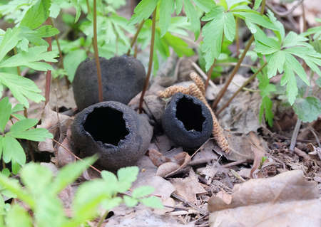 Mushroom Urnula goblet (bucket) (Urnula craterium)の写真素材