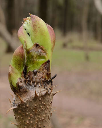 Opening bud of Aralia spinosa, macro photography, selective focus, blurred background, vertical orientation.の写真素材